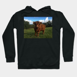 Scottish Highland Cattle Calf 2111 Hoodie